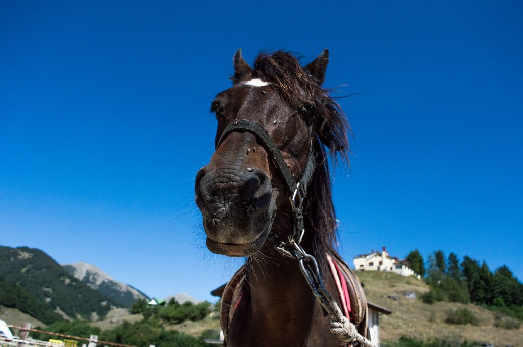 horse, horses, mountain-2089001.jpg