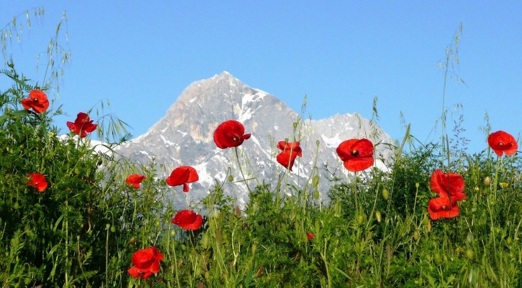 poppies, mountain, italy-76129.jpg