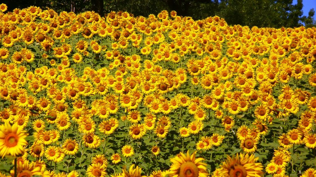 sunflowers, abruzzo, flowers-76119.jpg